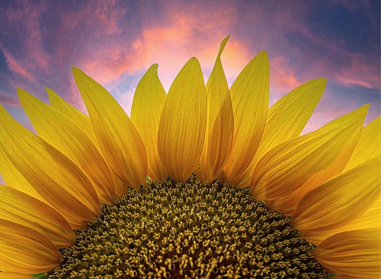 Sunflower Captions and Quotes for Instagram